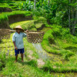 Bali Rice Terraces, Indonesia