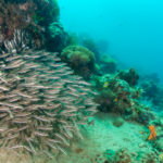 Cat Fish, Anilao, Philippines