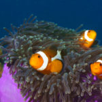 Clown Fish, Tioman, Malaysia