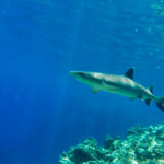 White Tip Reef Shark, Kuata, Fiji